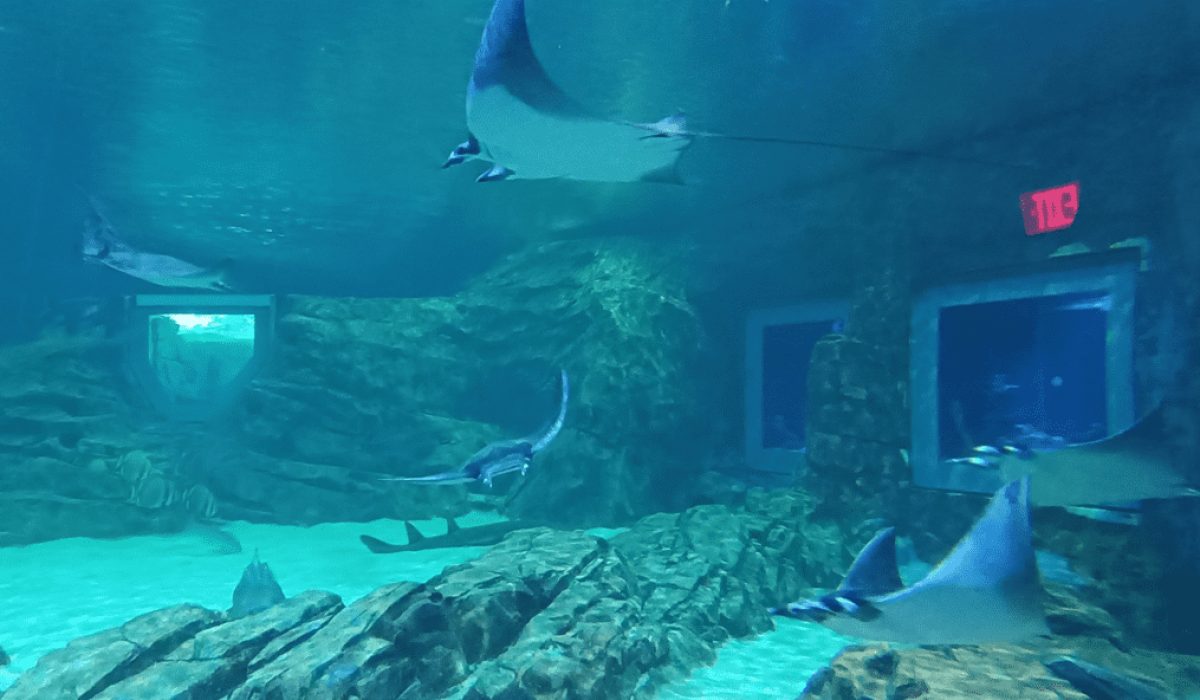 manta aquarium