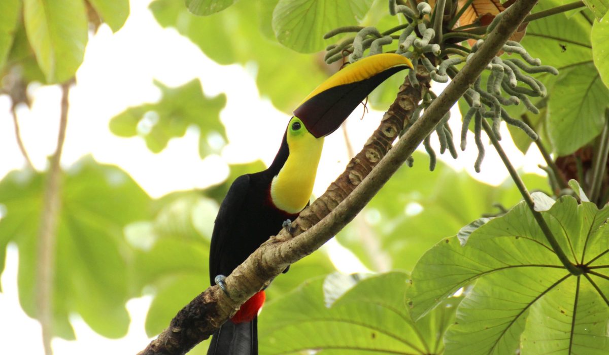 Manuel Antonio Manuel Antonio