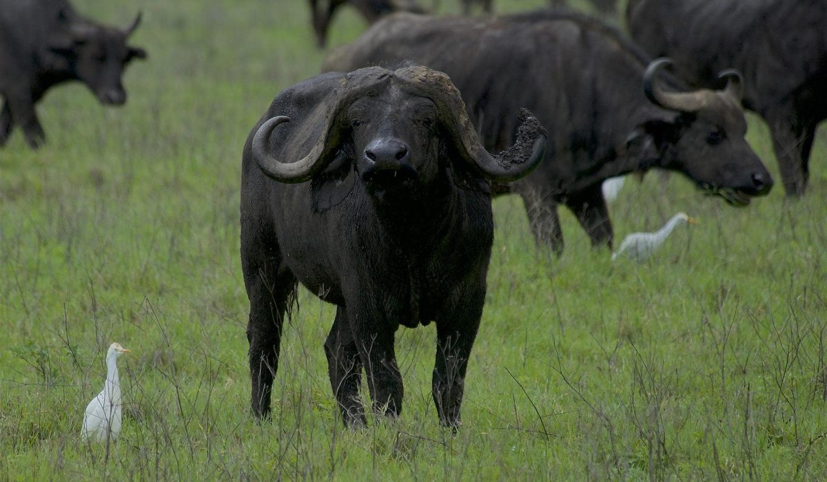 Buffel Ngorongoro