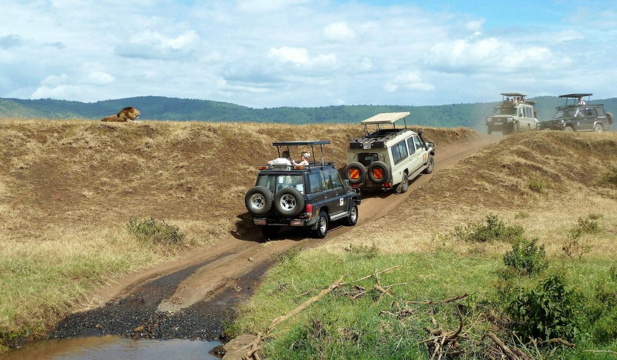 Ngorongoro leeuw