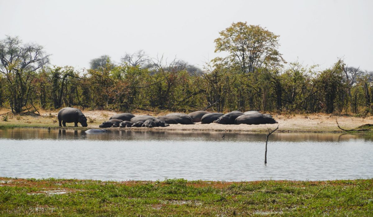 Nijlpaarden in de Okavango Delta