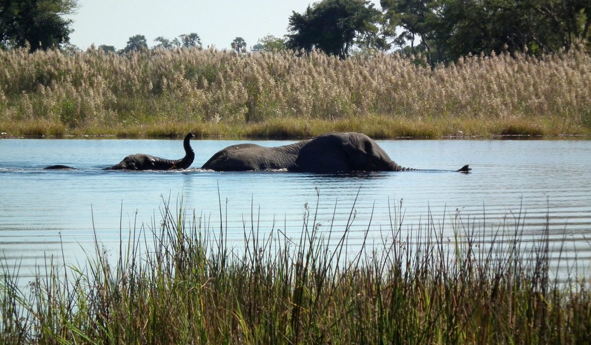 olifant in de okavango