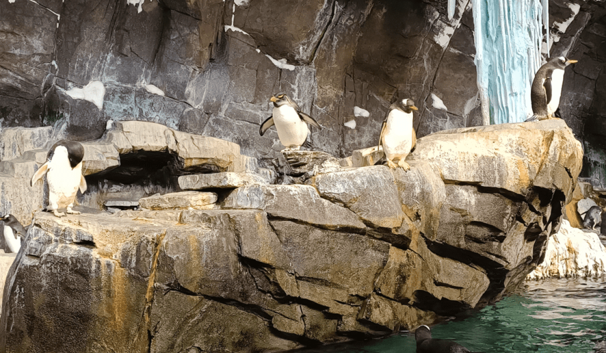 penguin trek aquarium