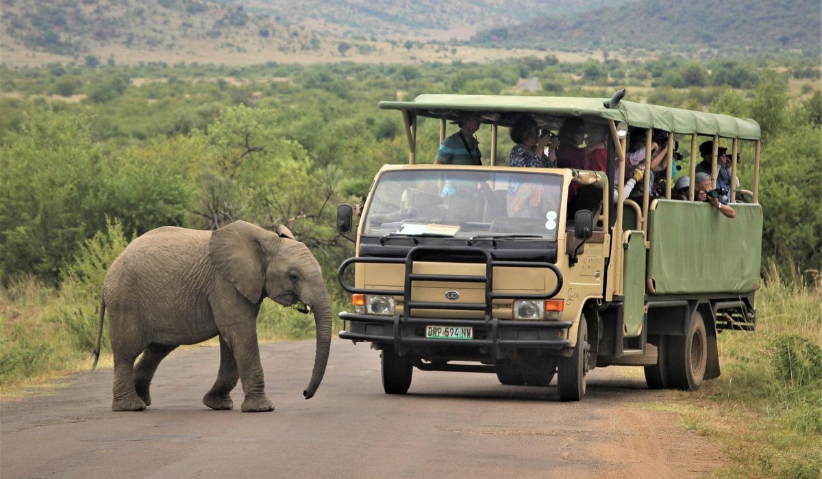 Pilanesberg olifanten