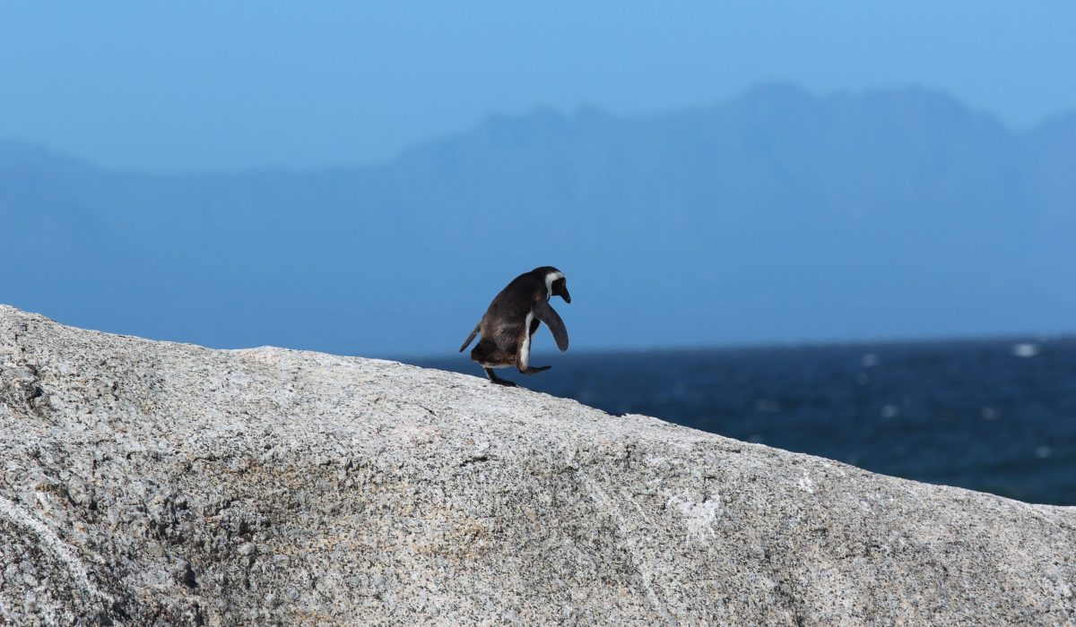 Pinguin bij Boulders Beach