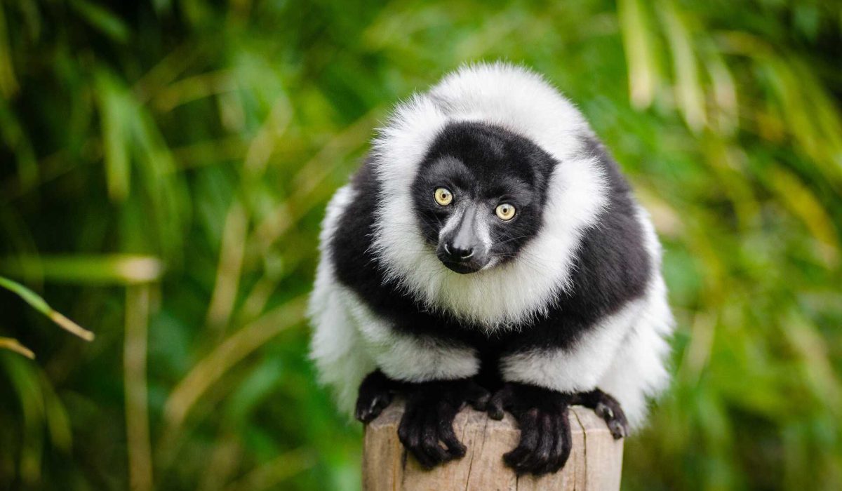 Ranomafana Lemur