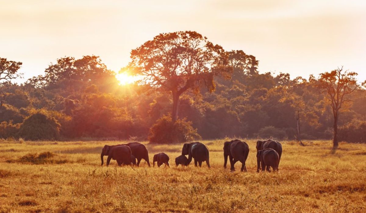safari zonsondergang