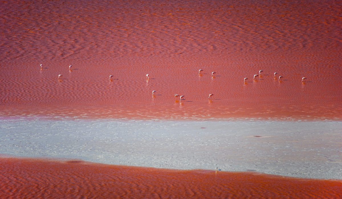 Salar de Uyuni Laguna Colorada