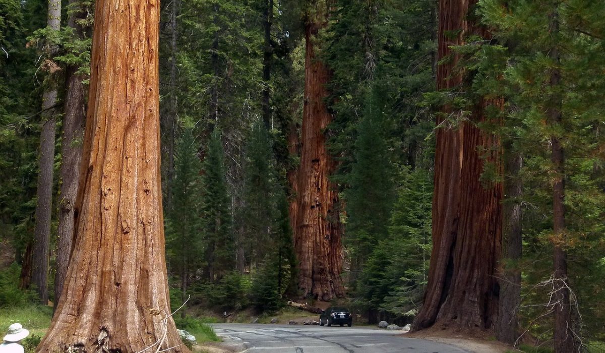 Sequoia bomen