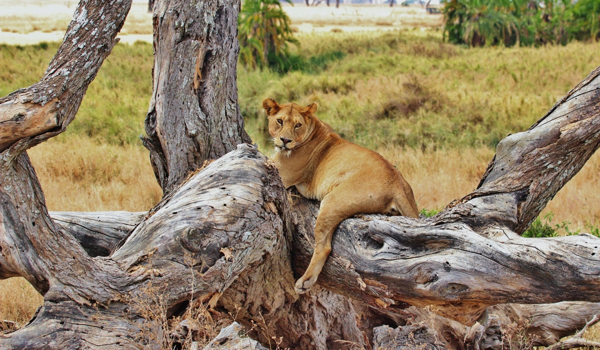 Serengeti leeuw