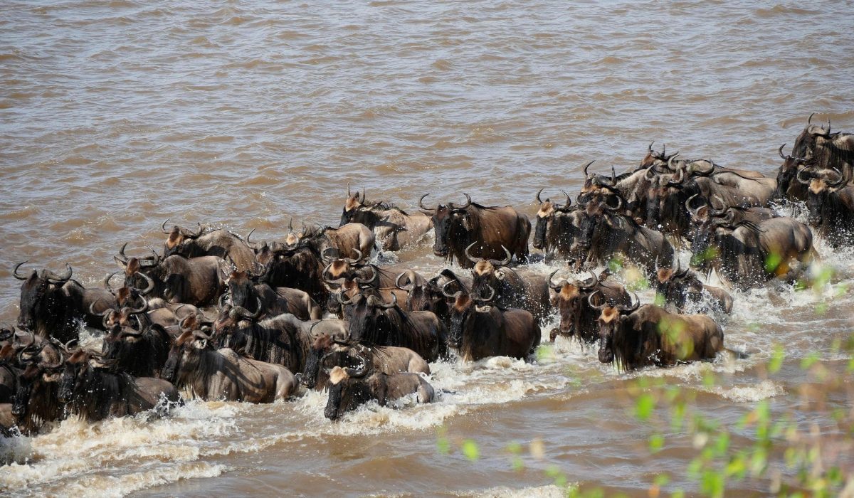 Serengeti Mara River