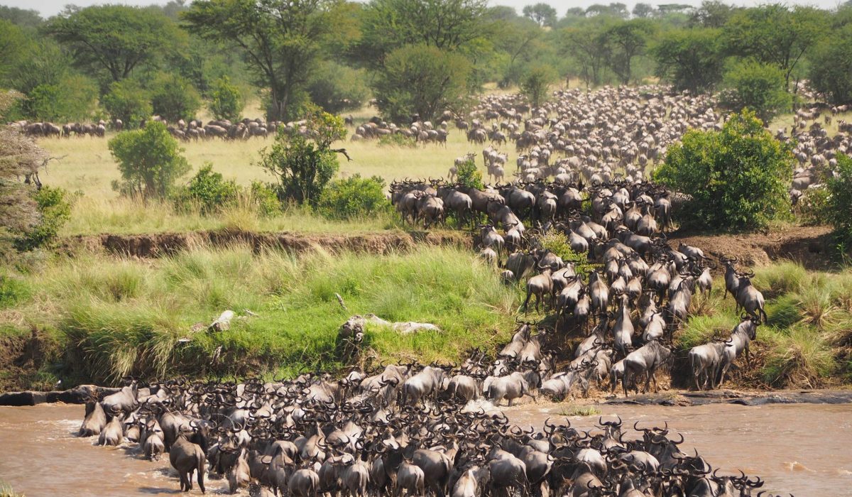 Serengeti migratie