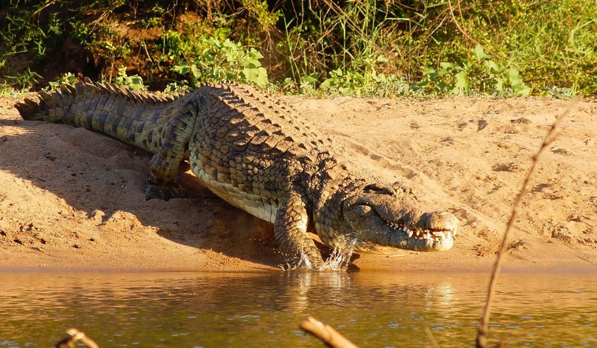 St Lucia krokodil