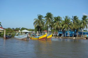 Suriname boten palmbomen