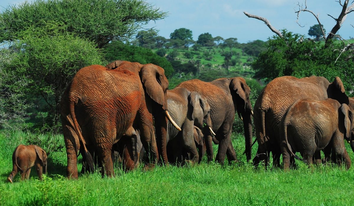 Tarangire olifanten