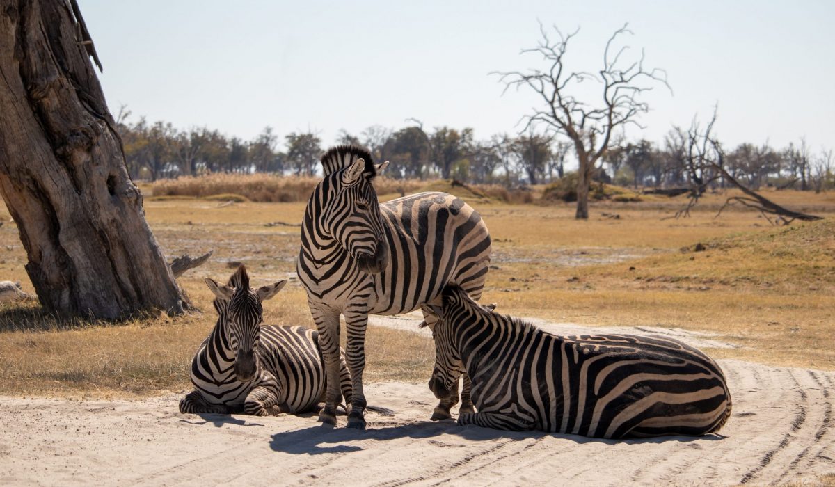 Zebra's in het Moremi Game Reserve